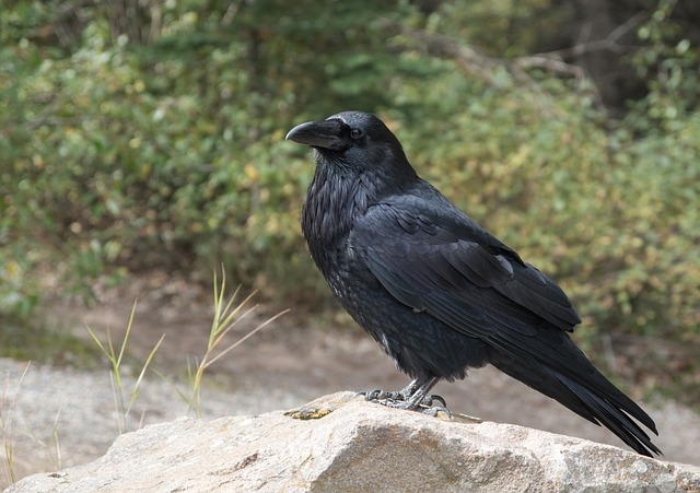 corbeau