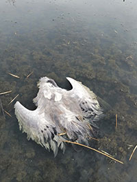 Grue Grippe Aviaire 2025 th