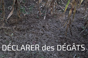 déclarer dégâts de sanglier