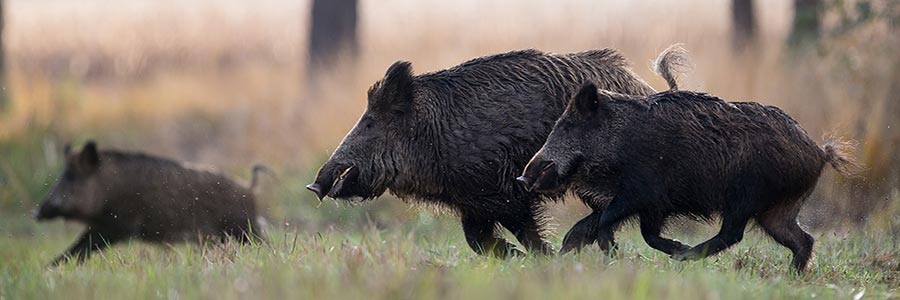 Sanglier300