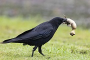 corvides dgest fnc 20220026