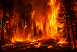 feu de foret